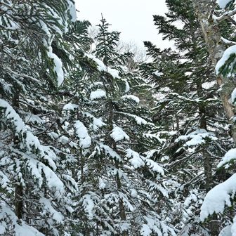もっと雪が積もったらまた来たいですね