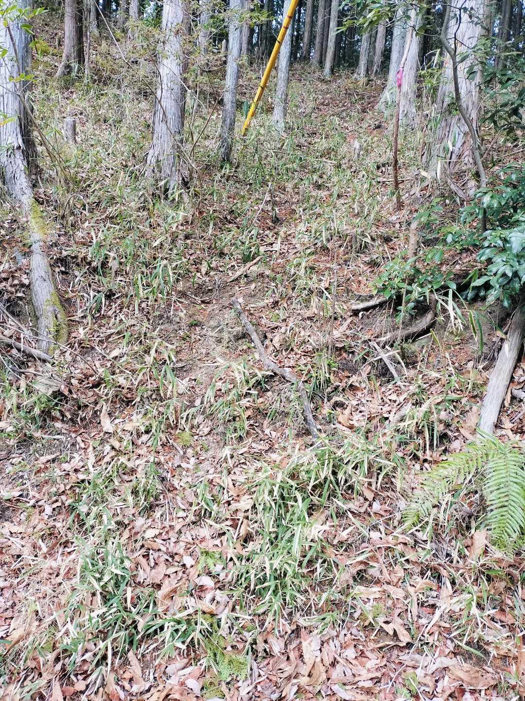 無事下山🫡登りながら降りるの無理やと思ったら撤退！師匠の教え🙇ここは矢頭山とりつき！