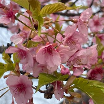 この桜🌸は満開
