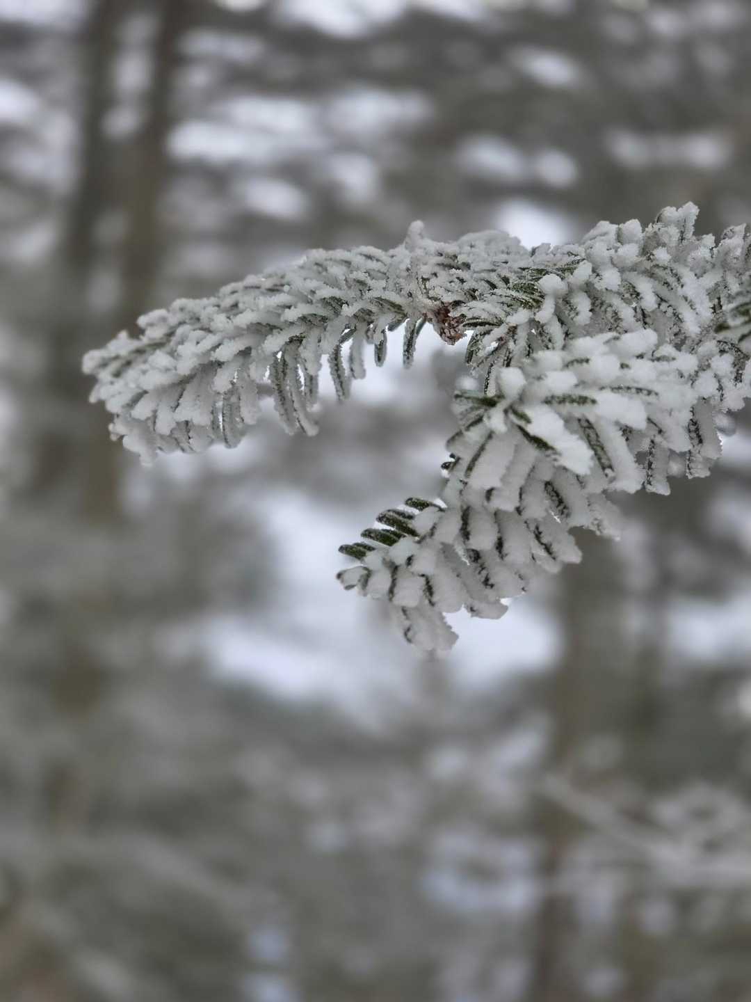 冬の恵那山❄ / カナさんの恵那山・大判山・神坂山の活動データ