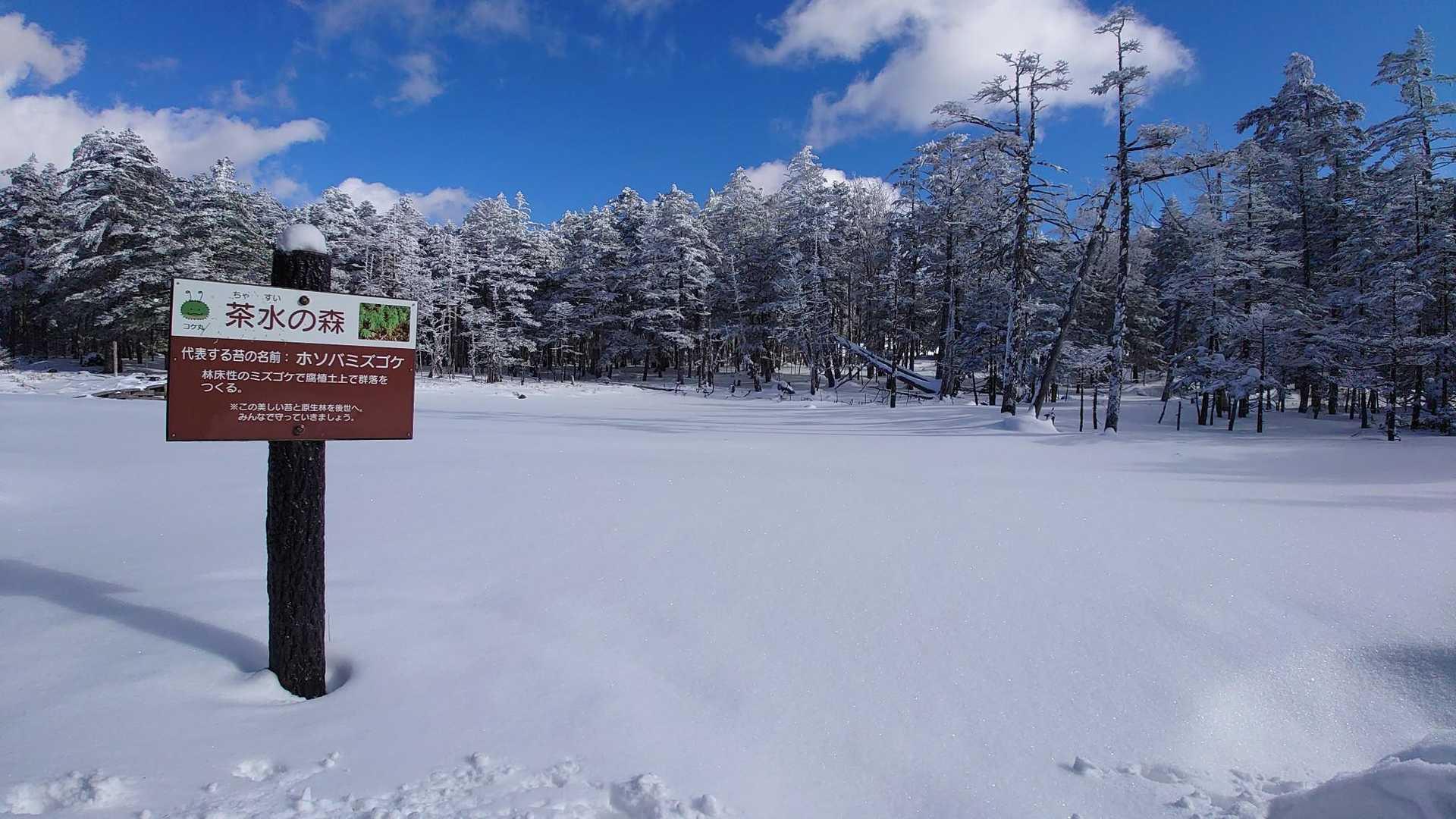 麦草峠-白駒池入口-山頂駅 往復コースの写真