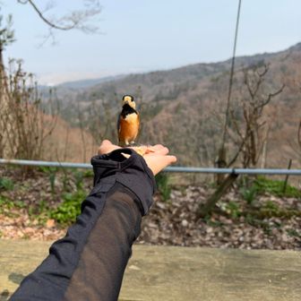 すん🐧

こっち見とる🤣


護摩堂山の
あじさい茶屋で
ヤマガラ🐧君と
遊べました♡