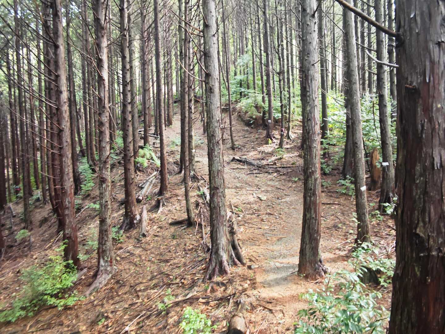 日当山-奥北山-八高山 周回コースの写真
