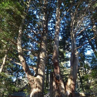 大けやき。
山梨の巨樹・名木百選と書いてあった。