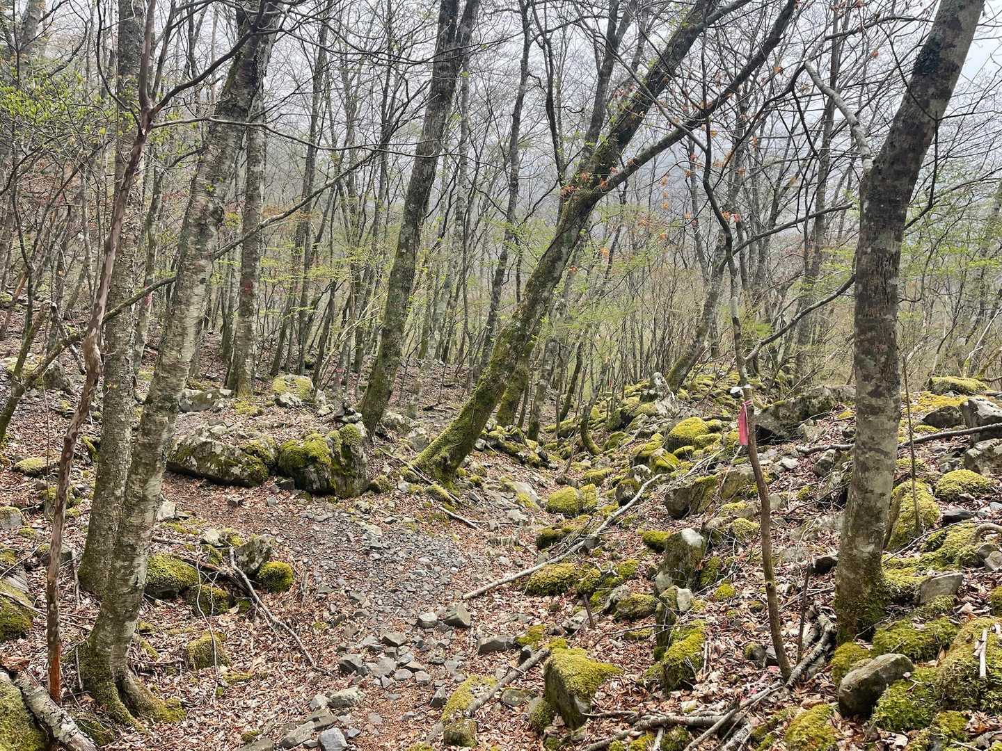 大谷崩登山口-新窪乗越-大谷嶺 往復コースの写真