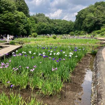 吹上しょうぶ公園、ステキな所でした💓💓💓✨✨
また来まーす😊