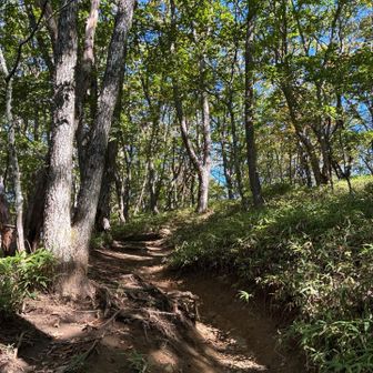 昨年は登山開始10分位のこの先で熊と遭遇し迂回。
今年は熊鈴と熊避けスプレーを装着し少し安心。