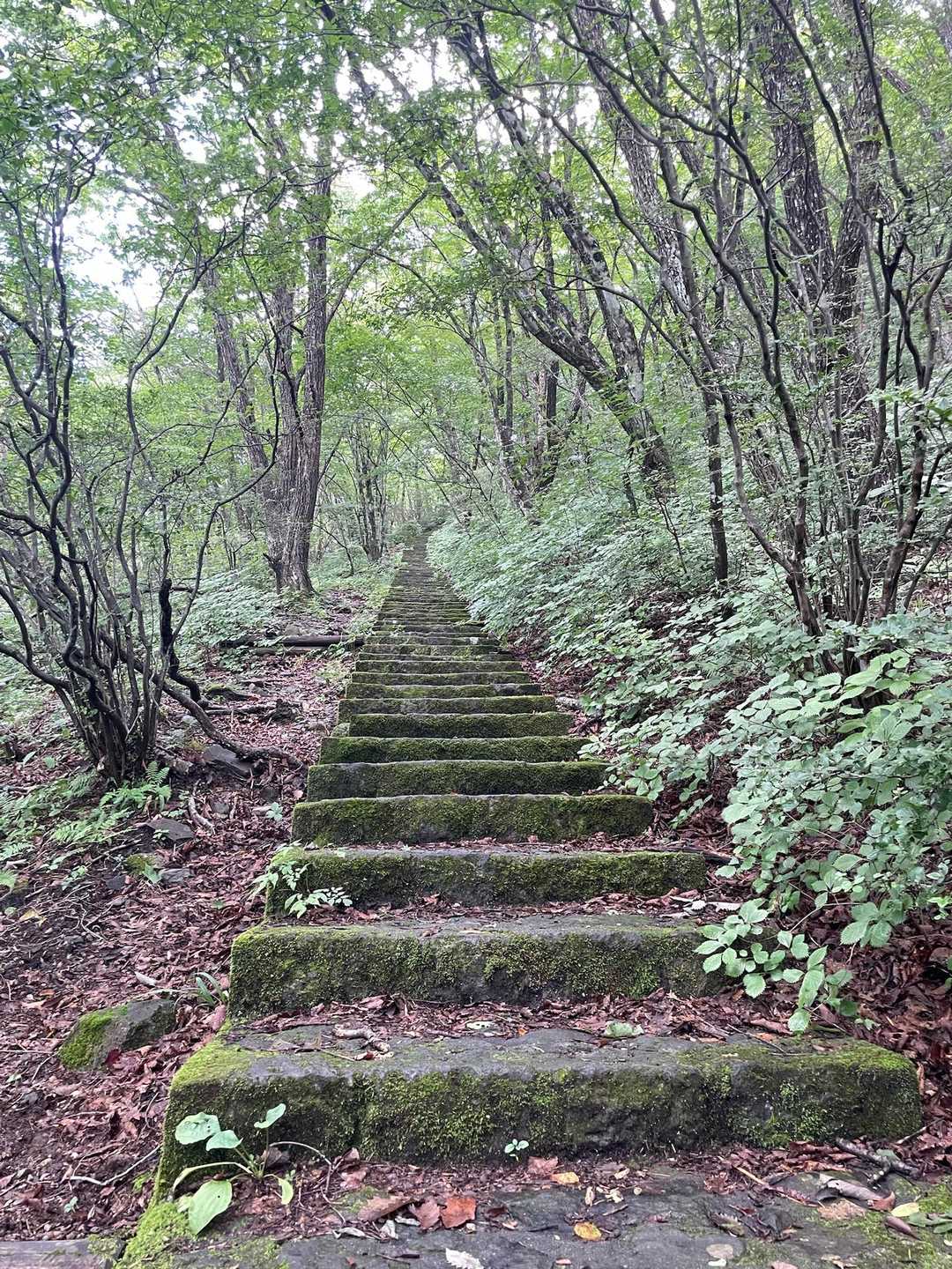 苔むした石段、いい雰囲気ですね〜✨