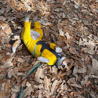 大好きなゴロン