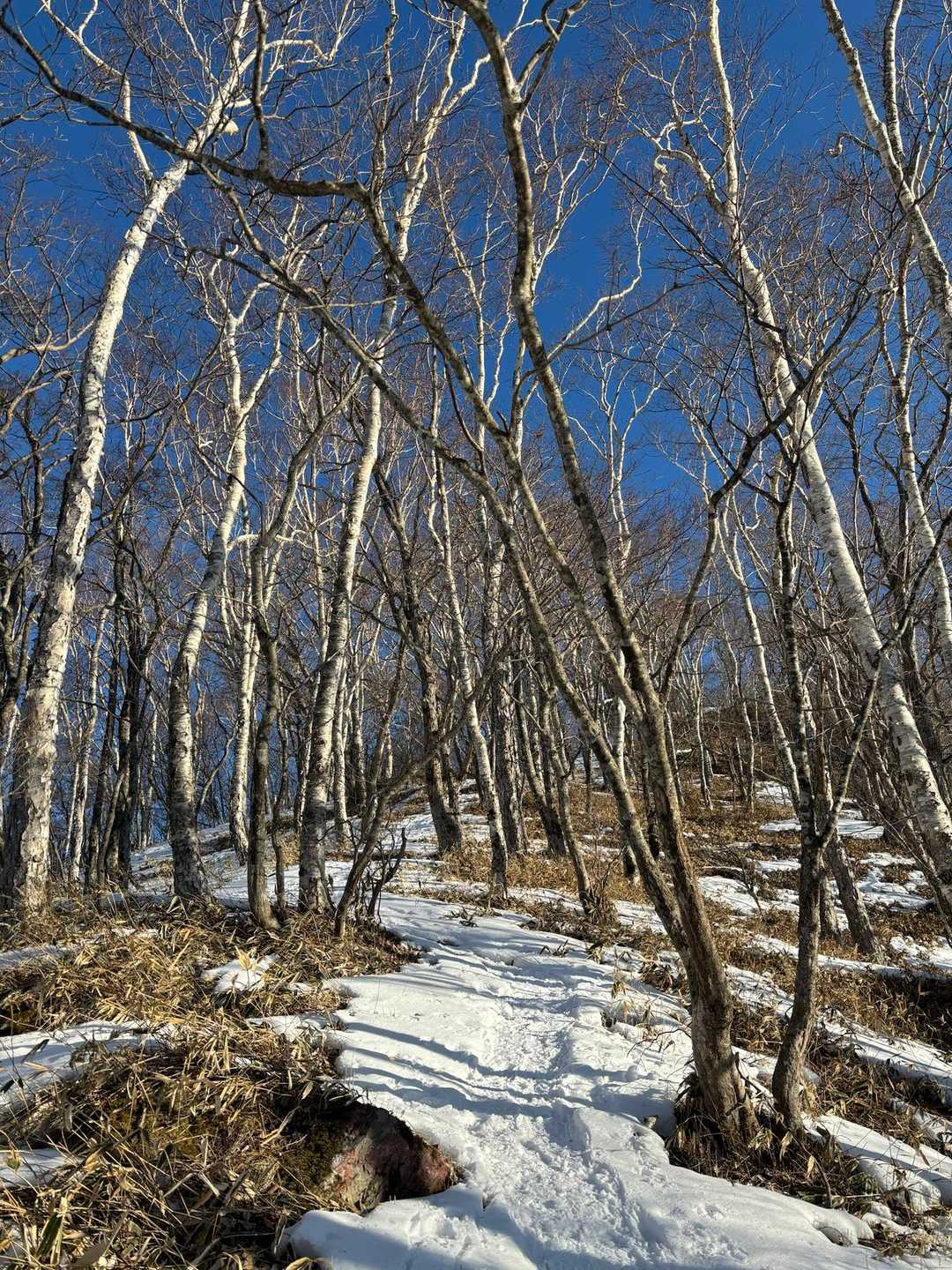 雪少ない☃️