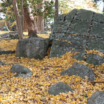 この石の写真を撮りに参上🐰イチョウ🟨の絨毯