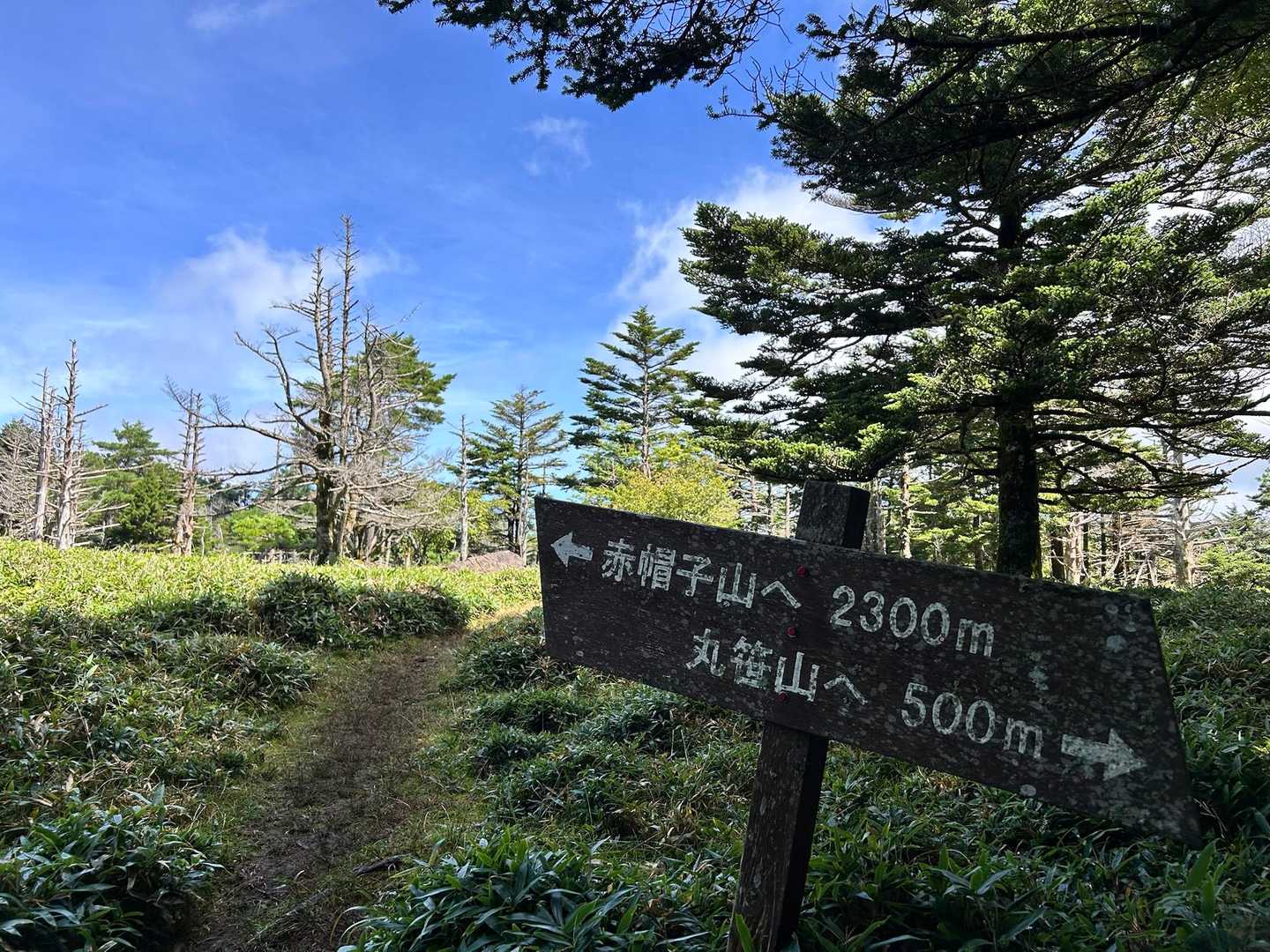 赤帽子の道へ