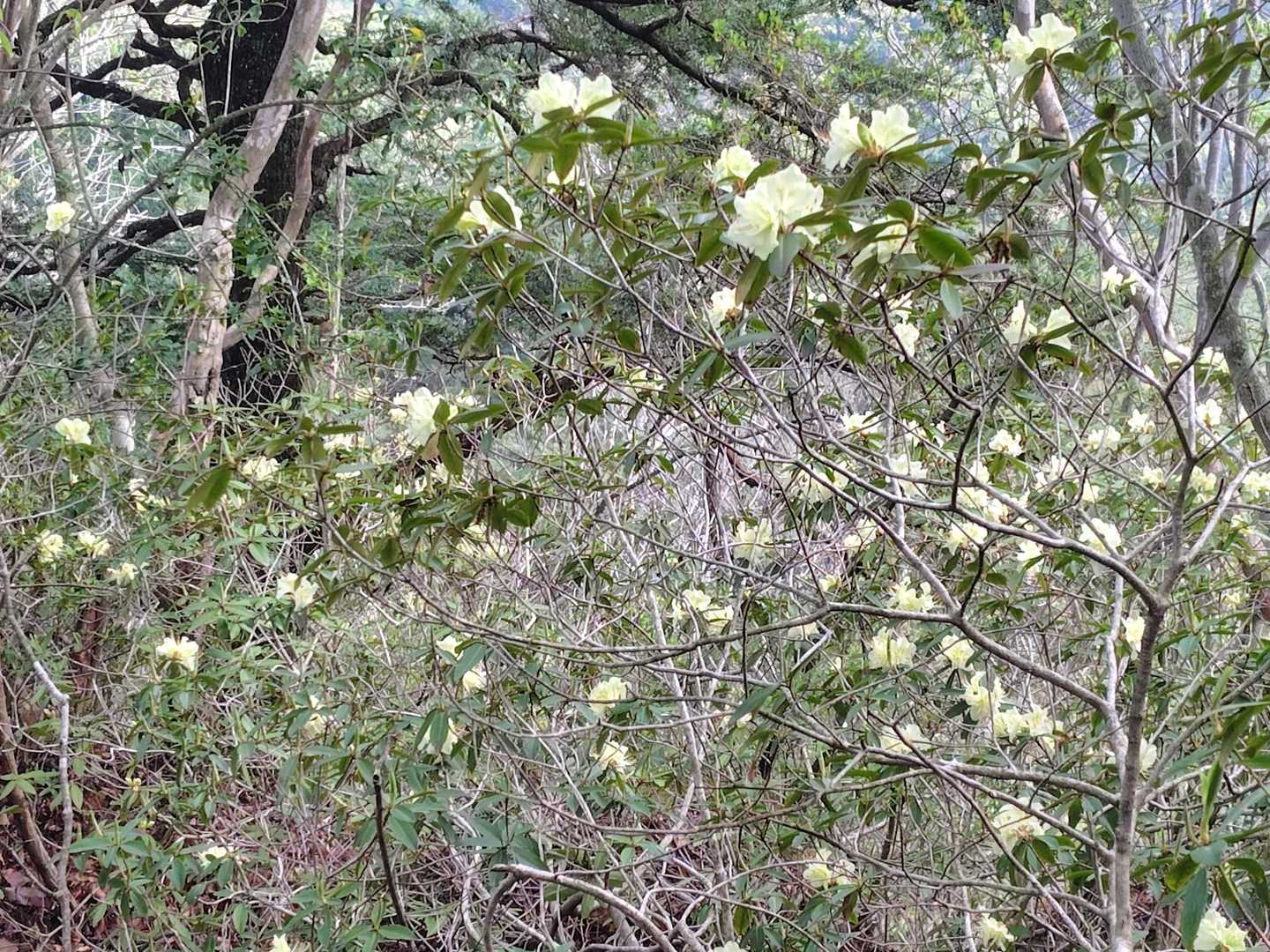 比叡山-稗ノ山 周回コースの写真