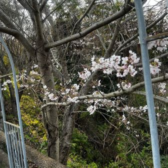 桜来週が満開なのかな