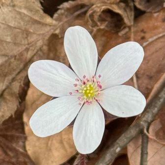 今年初めての雪割草のお花に遭遇💓
可愛い〜😍