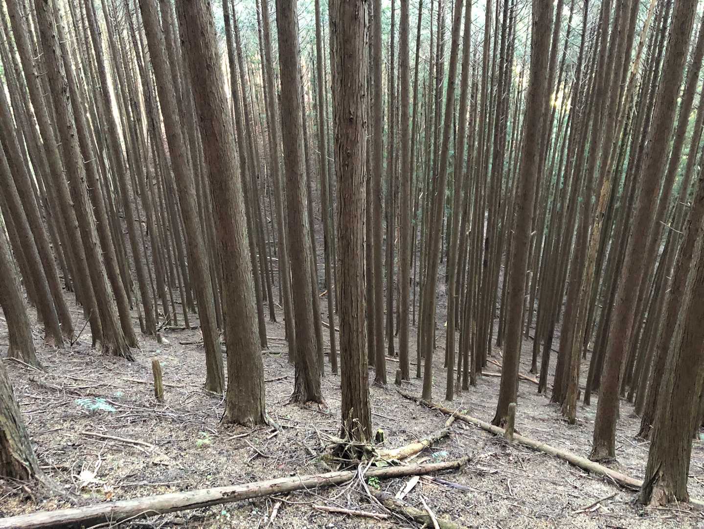 大鳥屋ポッキー🎶
下山途中で地震がありました。
山中で地震に遭ったのは初めて！山が揺れました💦💦
