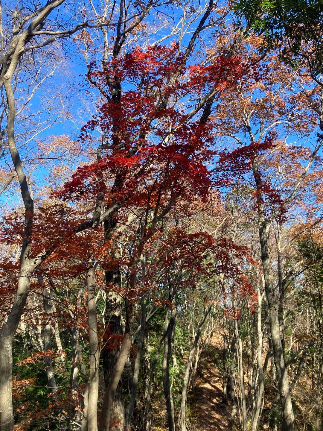 大川戸登山口-雨巻山 往復コースの写真