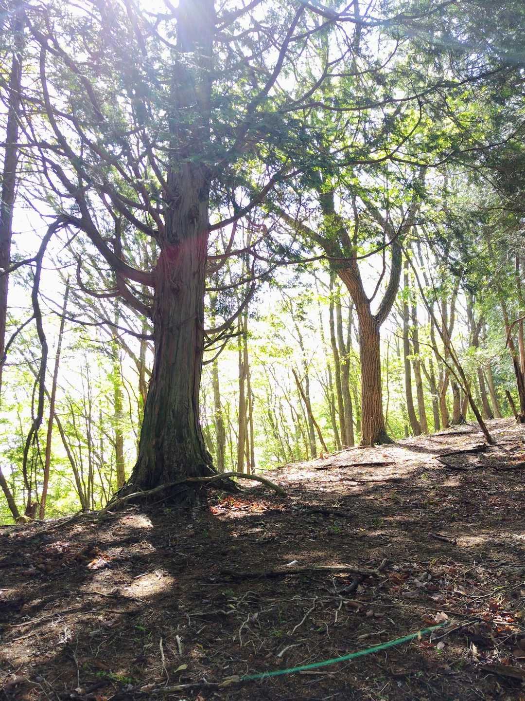 気温は10℃ちょっとくらいかな

申し分なしのコンディションで心身共に整うような山歩きです