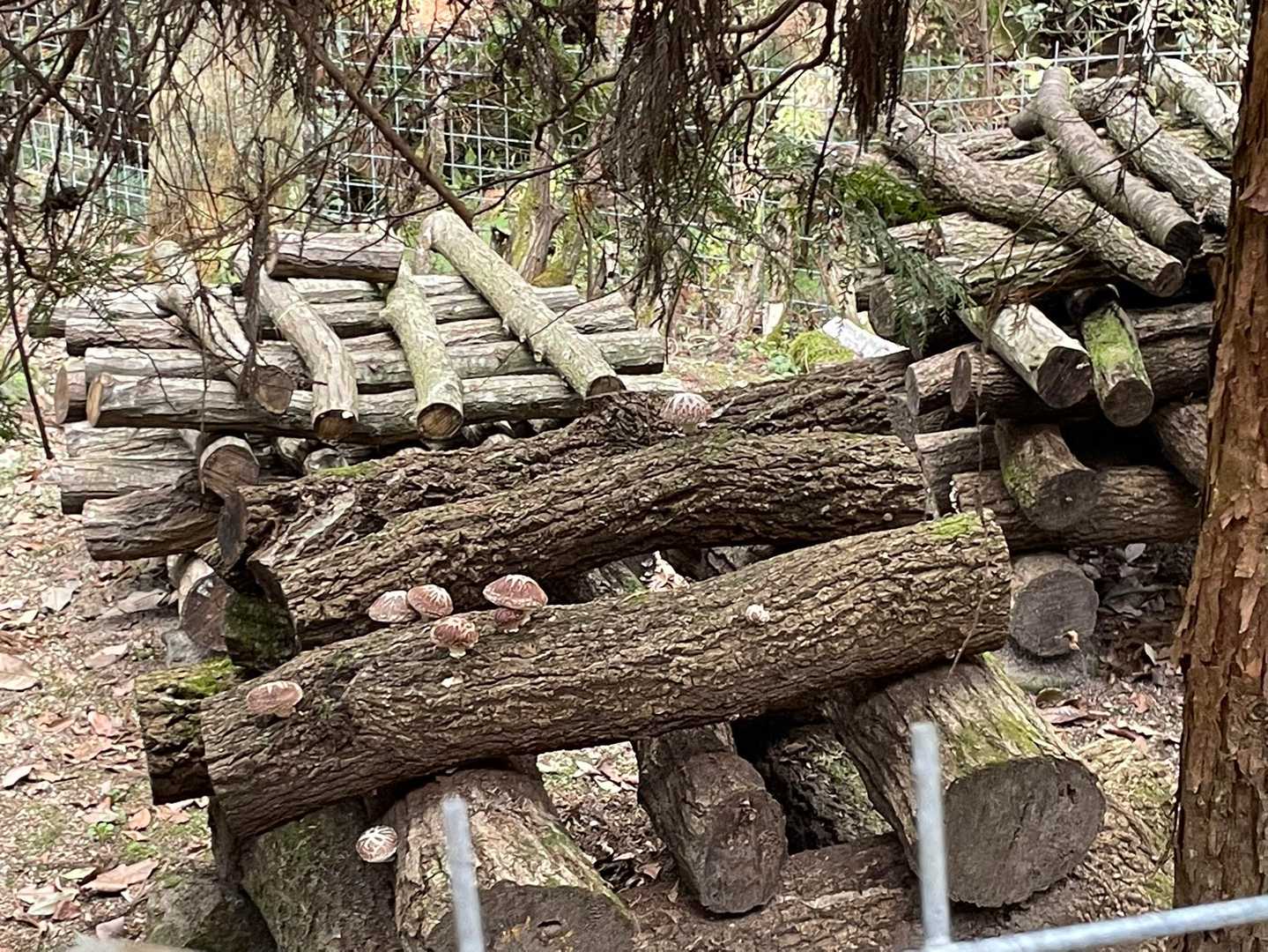 椎茸が栽培されてる🍄肉厚で美味しそう🤤
