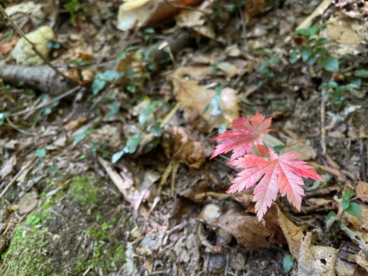 小さい秋🍂
