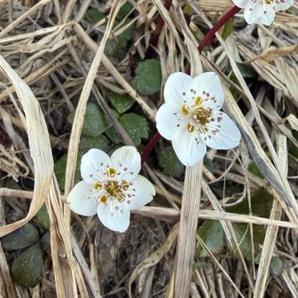 これも珍しいお花のような！？