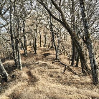 丹沢っぽい尾根です