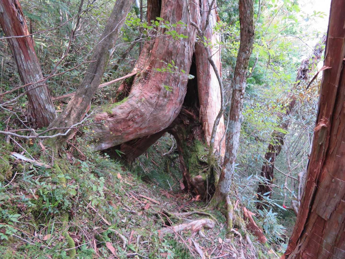 木のトンネル