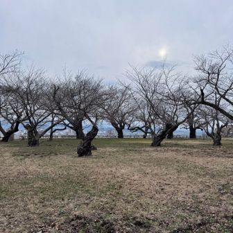 桜はまだのようです