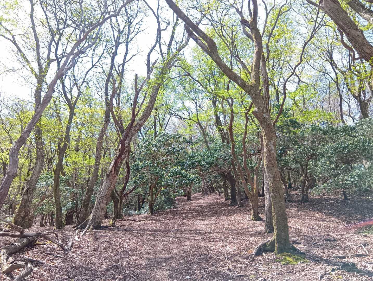 稜線に出るとゆるやかな道🍃