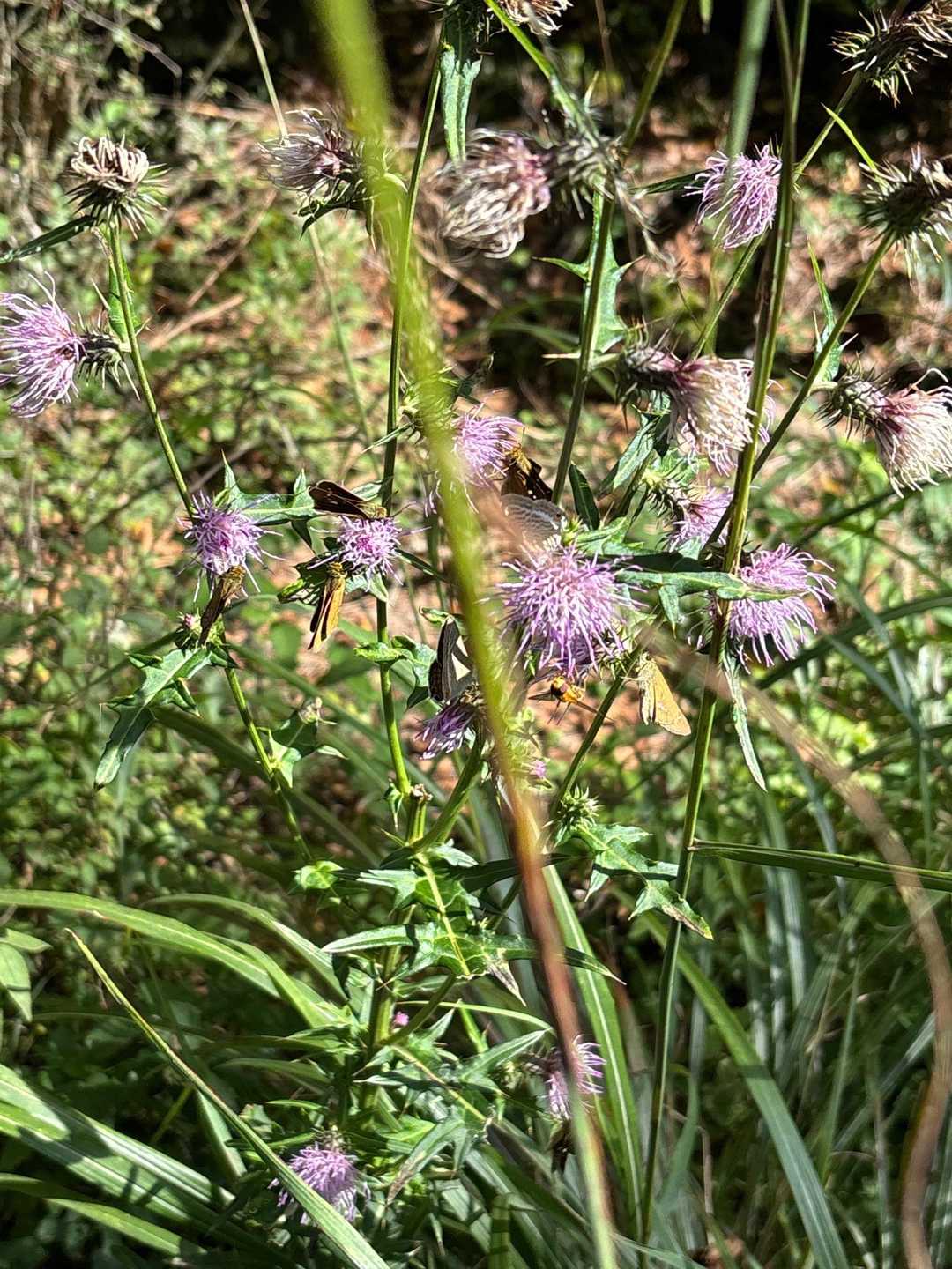 アザミにたくさん🦋が止まっとる。無事下山⛰️