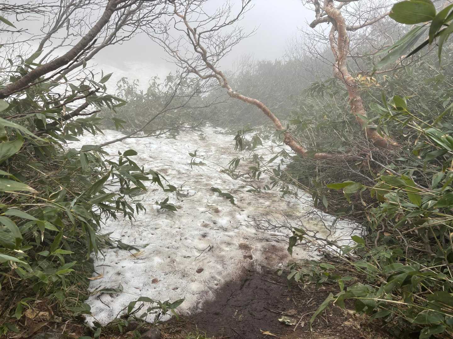そしたら、雪渓に出た✨
平坦なのでチェンスパとか必要なし！