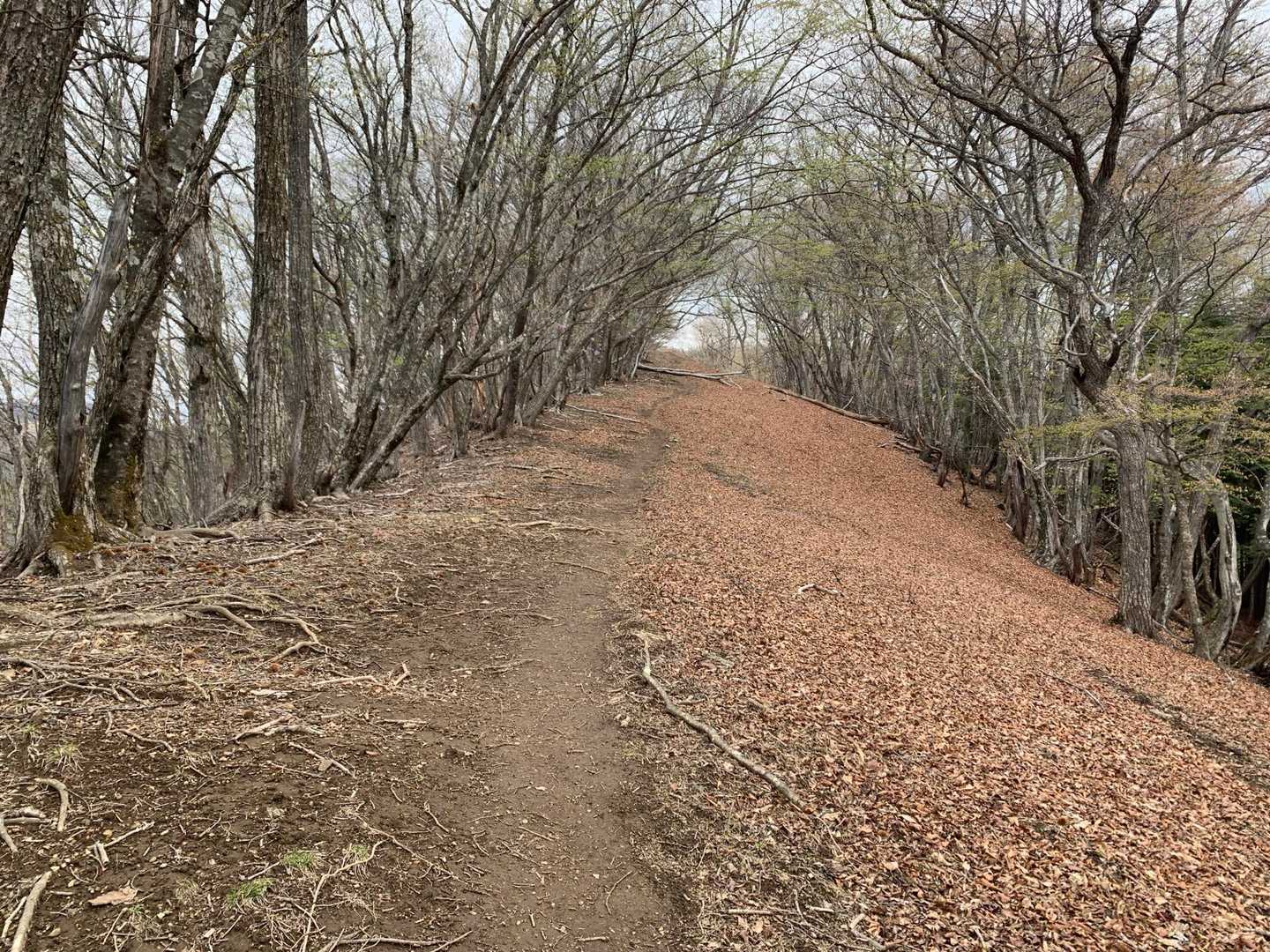 分岐から気持ちのいい尾根歩きですわ