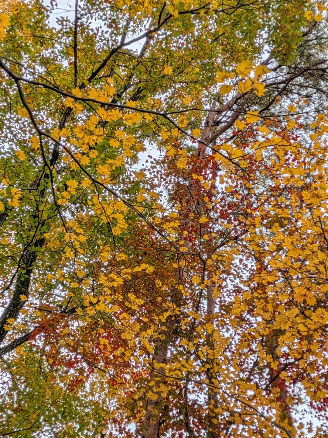 綺麗🍁
