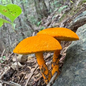 北山への登り返しは急登コースで⤴️
そこで見かけた黄色いキノコにシンパシー🍄‍🟫
（何のこっちゃ🤣）
というか、どちらかと言うとオレンジ寄り🍊