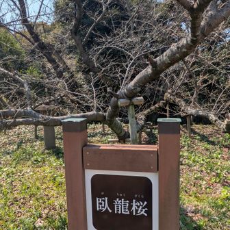 満開の臥龍桜は素晴らしいですよ