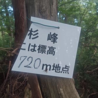杉峰着きましたよ
林道ですれ違った地元民らしき人が言ってたヤキミネってどこなんだろう？
時間が遅くなったので、ここを本日の山頂とする！
ﾎﾝﾄﾊﾂｶﾚﾃﾊﾔｸｵﾘﾀｶｯﾀ