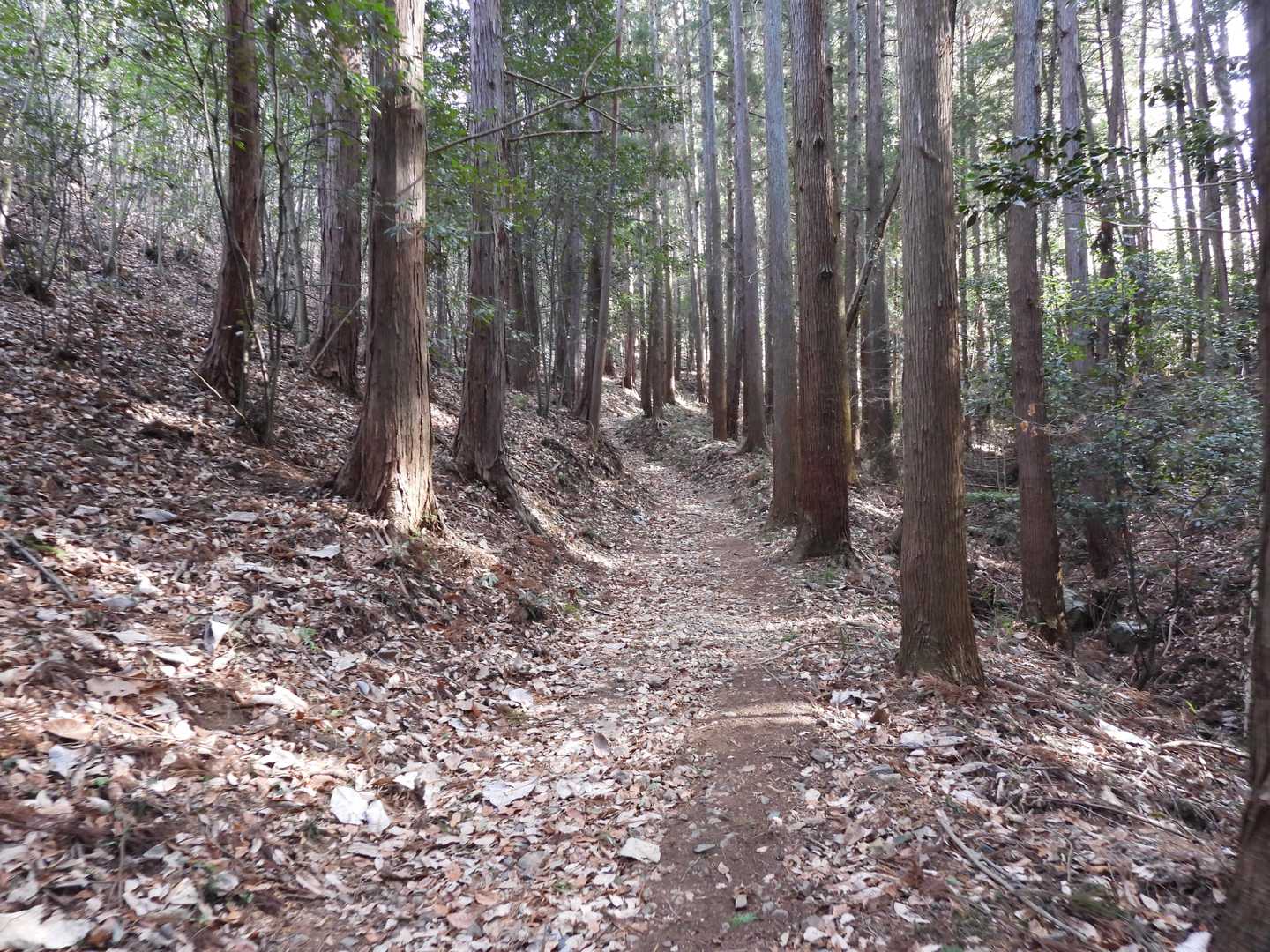 登り始めは杉林。山道は歩きやすかった