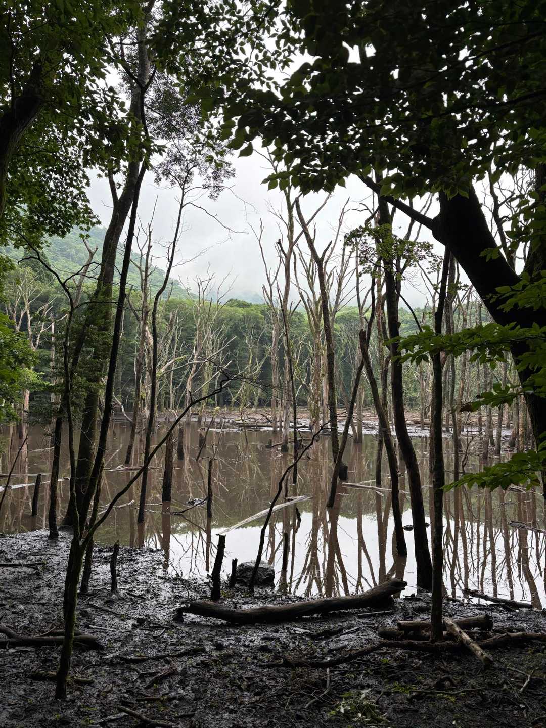 平治岳 男池コースの写真