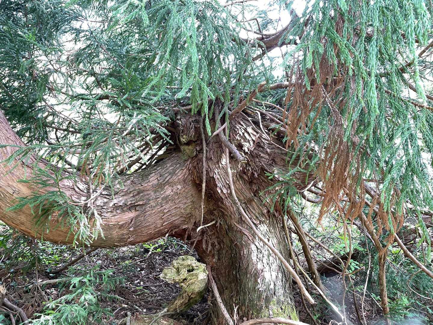 白抜山-鷲走ヶ岳 周回コースの写真