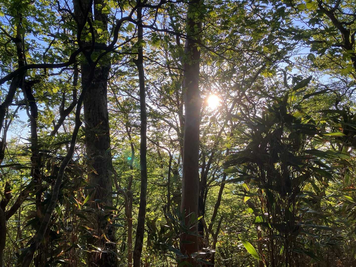 朝早く起きると、綺麗な朝焼け🤩でした。

あ〜、この景色を見ながら登ったほうがよかったかなぁ〜と思ったけど…
ﾄｷｽﾃﾞﾆｵ○ｼ…です。

で、歩きながら見たのはこの陽射し…
バテるかな…。