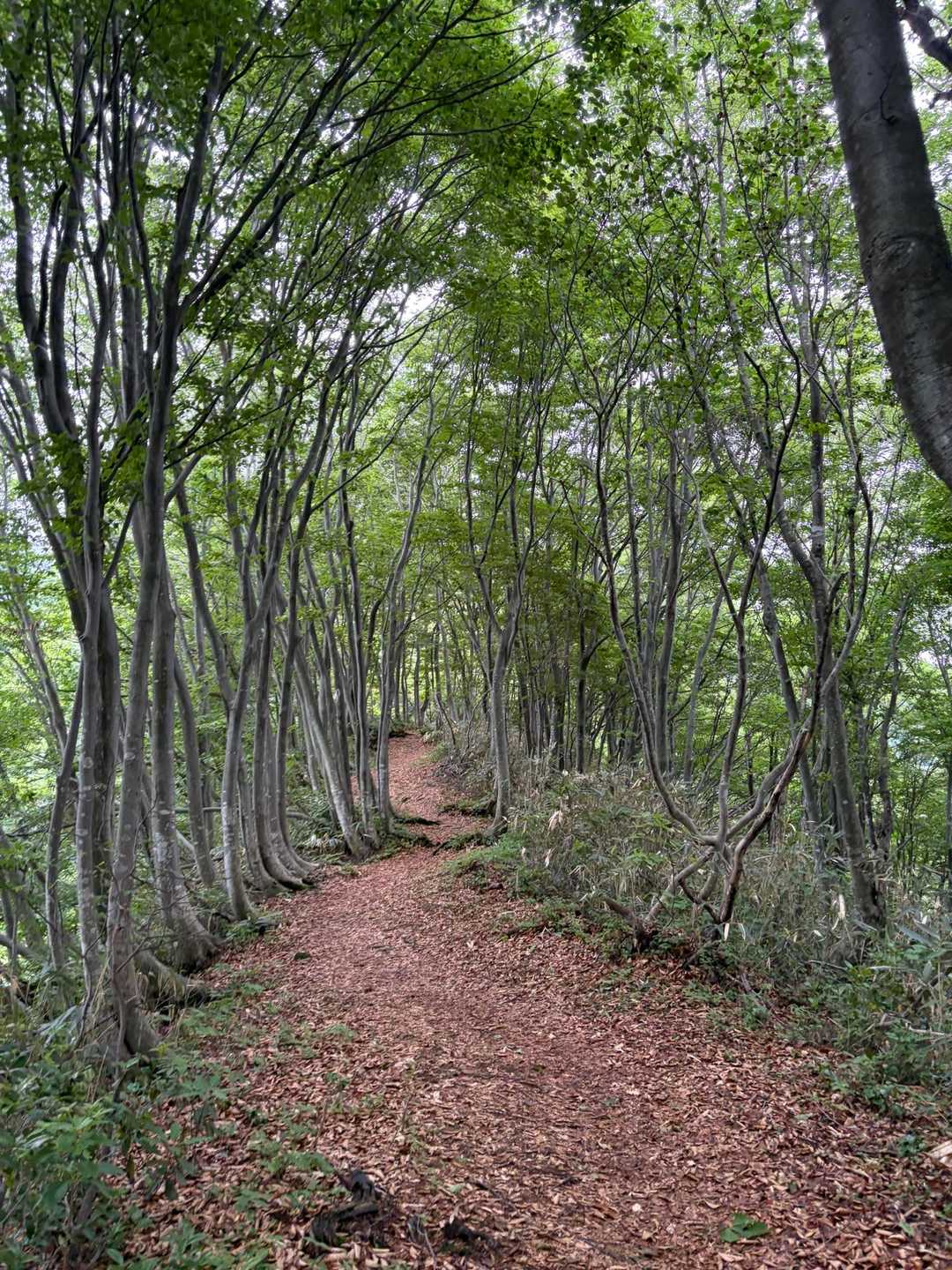 負釣山と言えばここかな