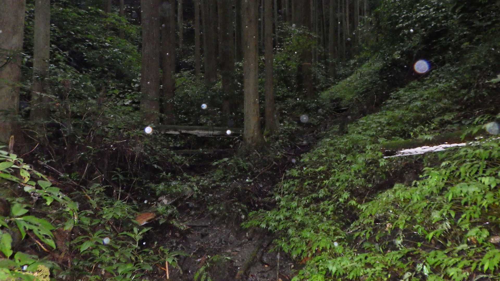 おかめ山西峰 往復コースの写真