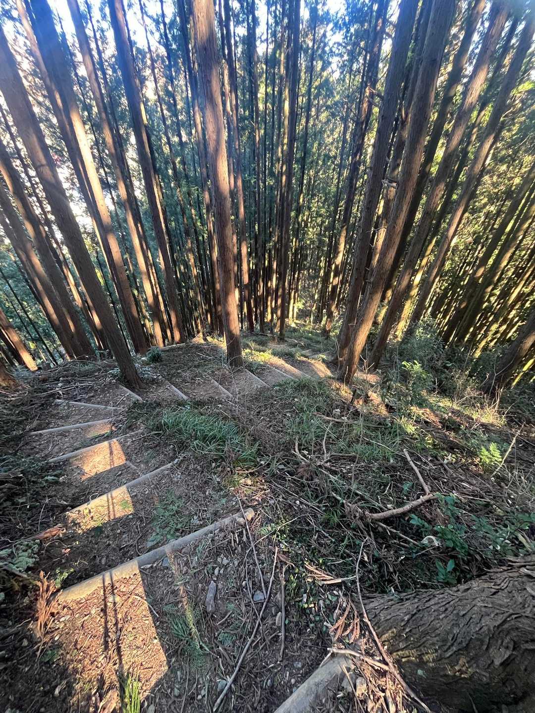 膝泣かせの坂下り。
杉が地面に突き刺さってる感が好き。