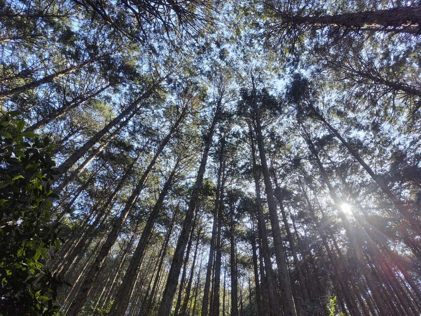 たまにはカッケー写真🌲