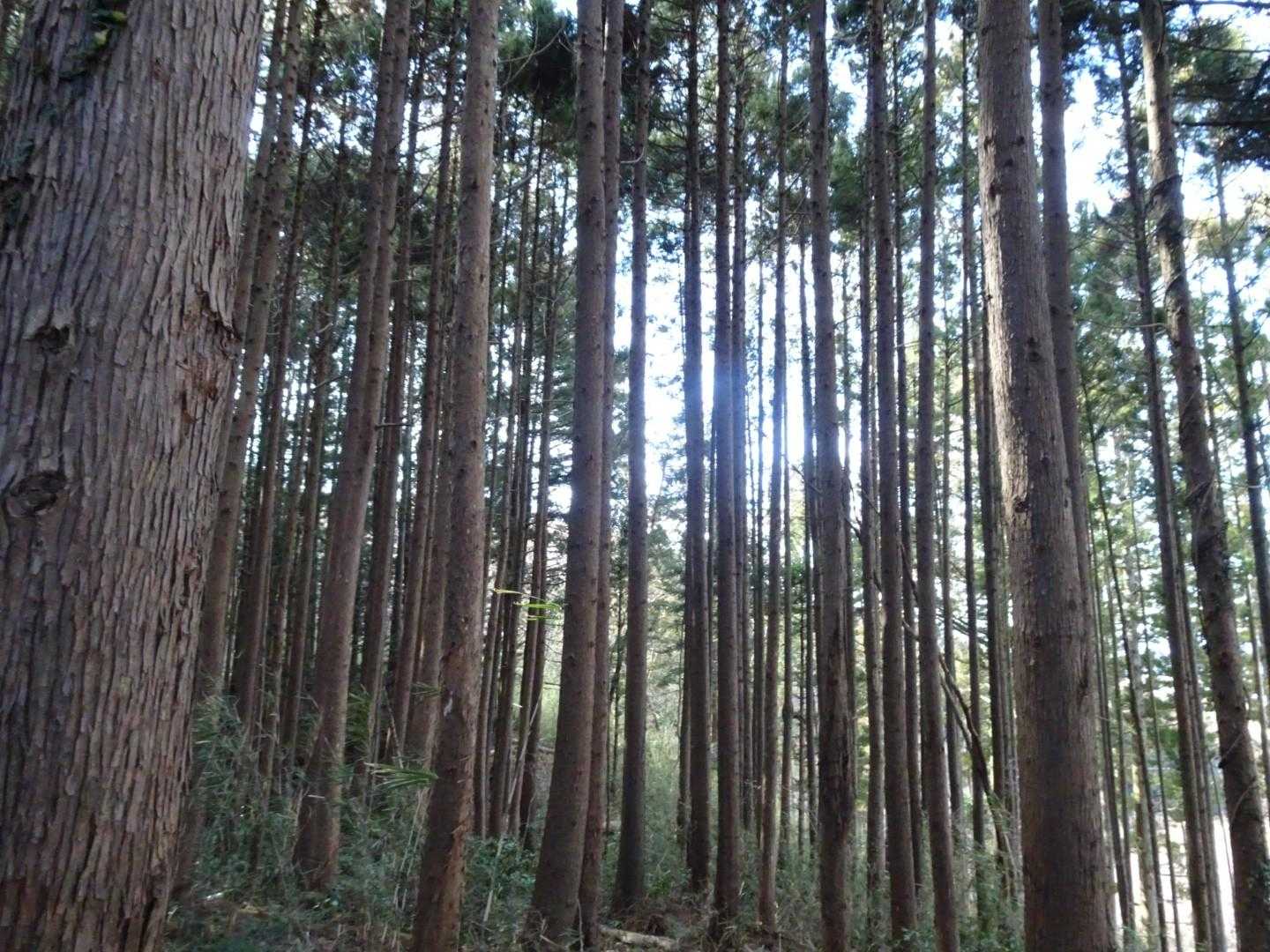 七峰山登り口-七峰山-鳩原峰山-三門山 往復コースの写真