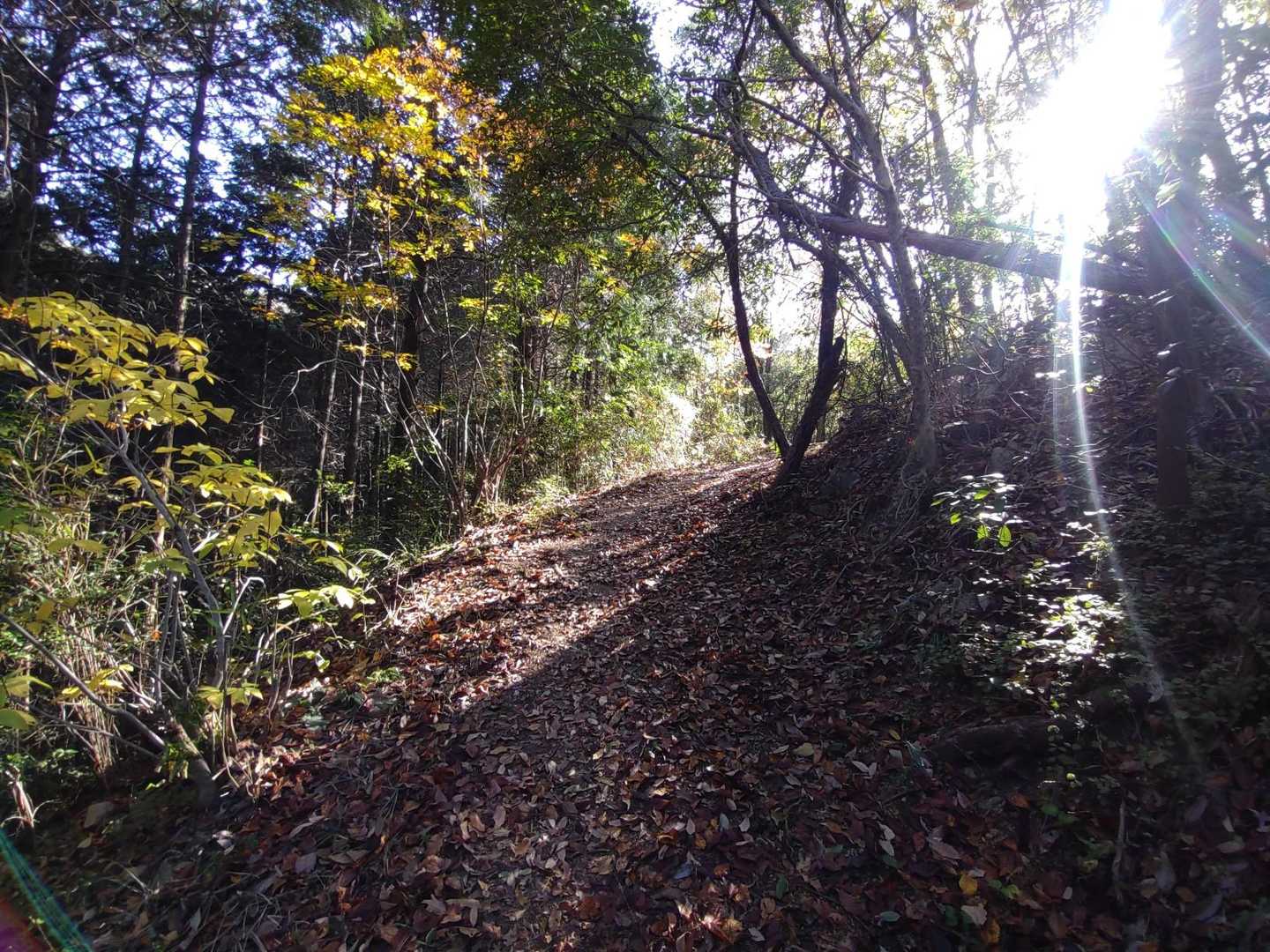 いつもきれいな登山道