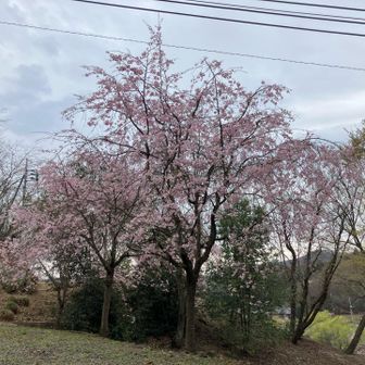 あっちも、こっちも
桜並木凄い
