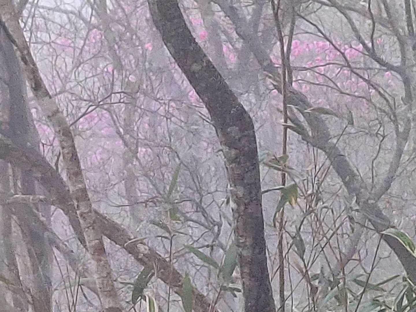 杉が越-二上山 往復コースの写真