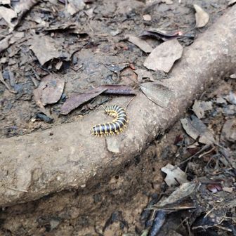 ヤバそうな虫があちこちにいる…気にせず登る
調べた（ﾔｯﾄｺｱﾏﾋﾞｺﾔｽﾃﾞ）