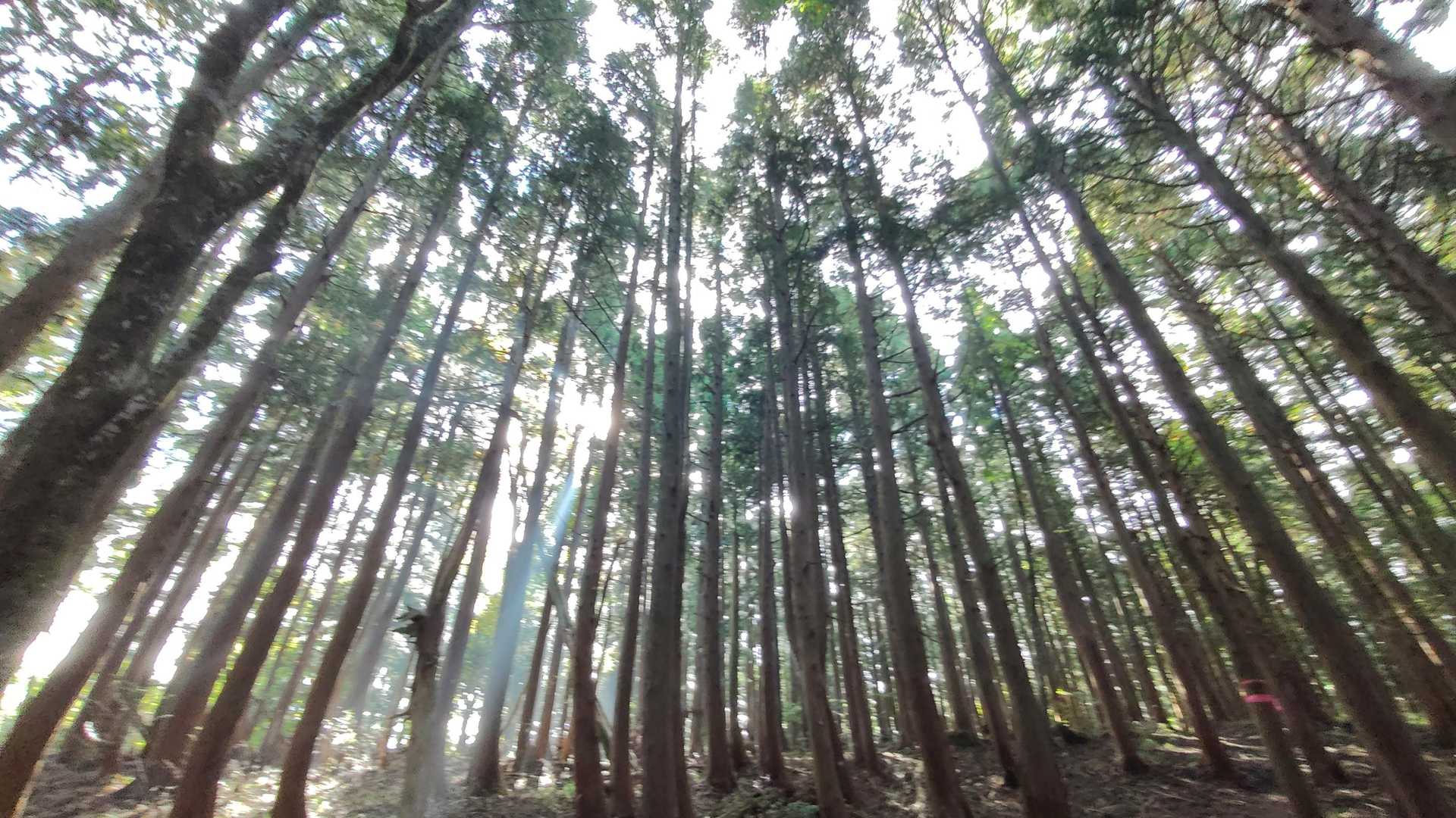 ずっと樹林帯🌲🌲🌲